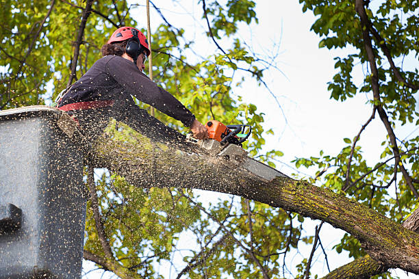 Best Large Tree Removal  in St James, NC